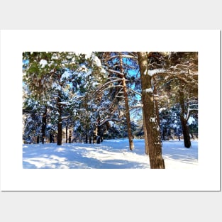 Scene at the Sormovsky Park in Nizhny Novgorod with pine trees, foliage, trunks, snow and trail Posters and Art